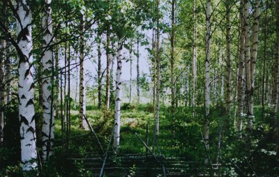 &copy; Y&ouml;vi&ouml;