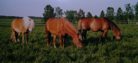 Suomenhevosia laitumella.