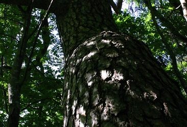 "Karhun hautasaaret on jätetty tutkimatta" – Haastattelussa Juha Pentikäinen