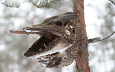 Hauki kansanperinteessä