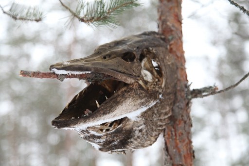 Hauki kansanperinteessä