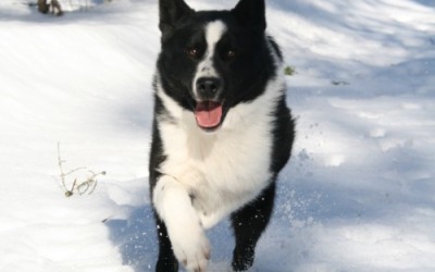 Karjalankarhukoira kansanperinteessä