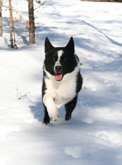 Karjalankarhukoira kansanperinteessä