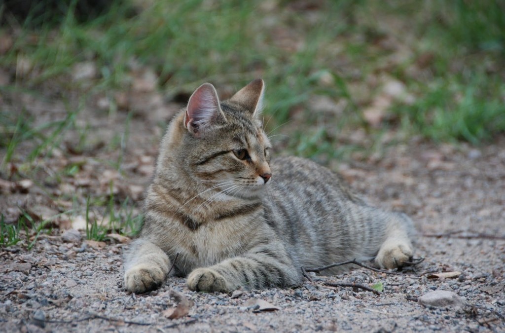 Kissa kansanperinteessä