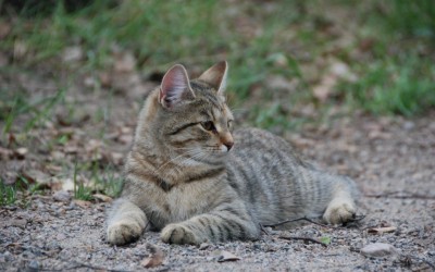 Kissa kansanperinteessä