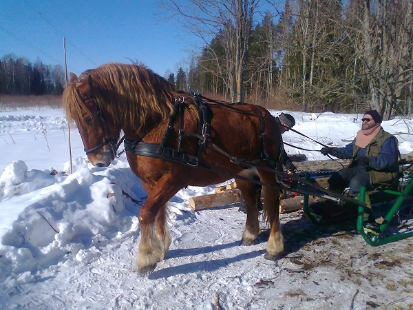 Metsänhoitoa perinteiseen tapaan