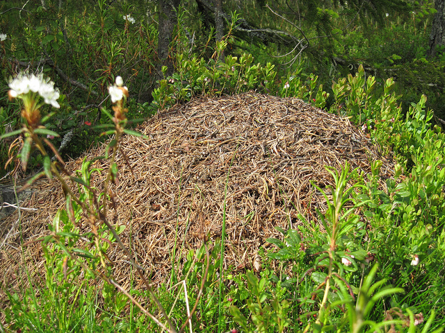 Muurahaispesä on metsänlinna