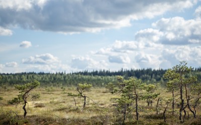Suo kansanperinteessä