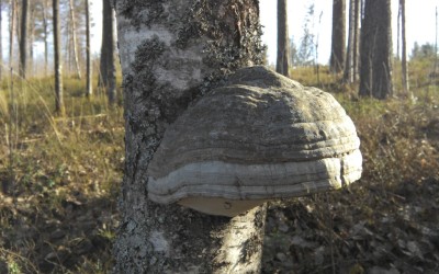 Tulenteko