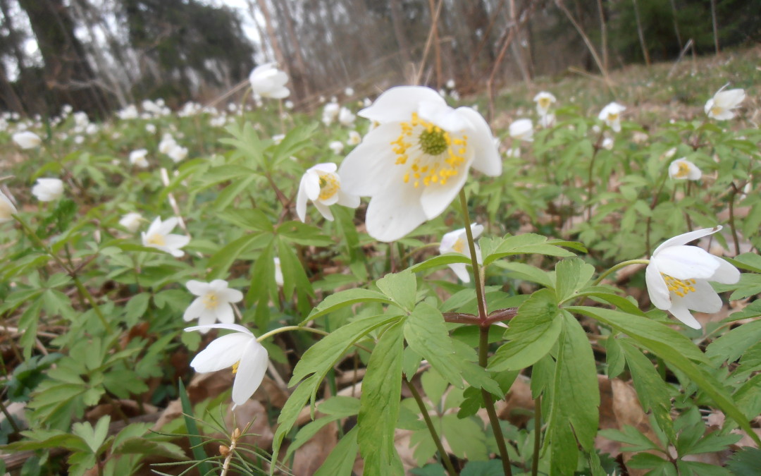Taivaannaulan jäsenkyselyn satoa