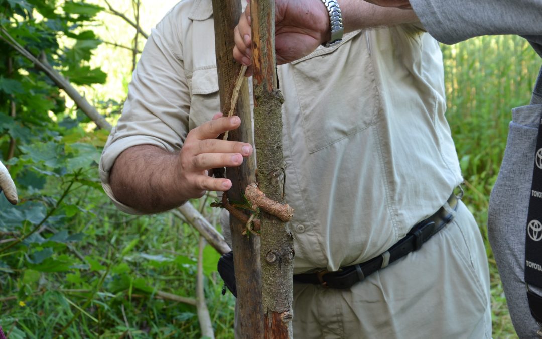 Riukuaidan vitsaksia