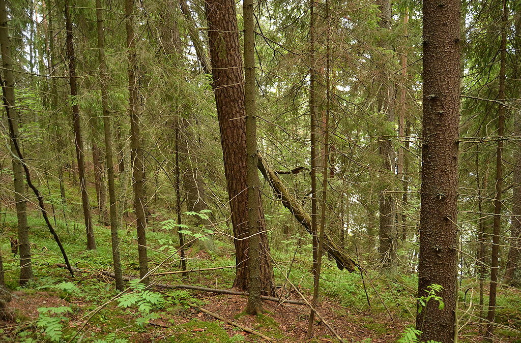 A. W. Yrjänä päähenkilöksi Taivaannaulan avustamaan Ukonvaaja-dokumenttiin