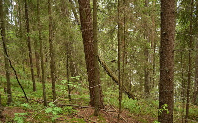 Hiisien maastokartoitukset aloitettiin