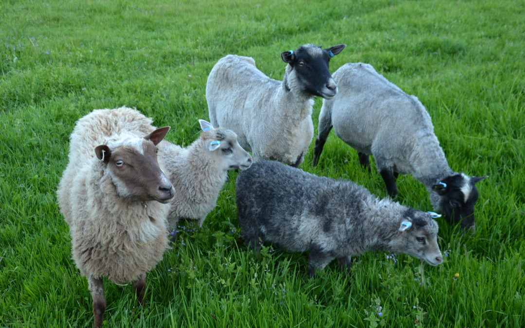 Toukojuhla 2016 – ilmoittautuminen on avattu