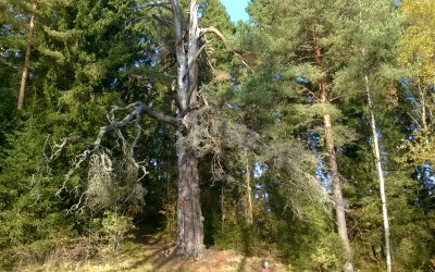 Taivaannaulalta tunnustusta hiisien jäljittäjille