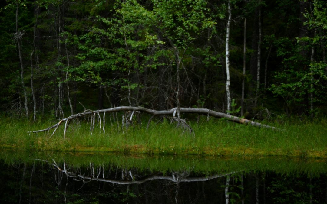 Hiisienpäivä Lappeenrannan pääkirjastossa