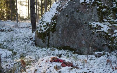 Hiisienpäivänä tapahtuu eri puolilla Suomea