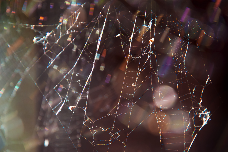 Hämähäkin surmaaminen