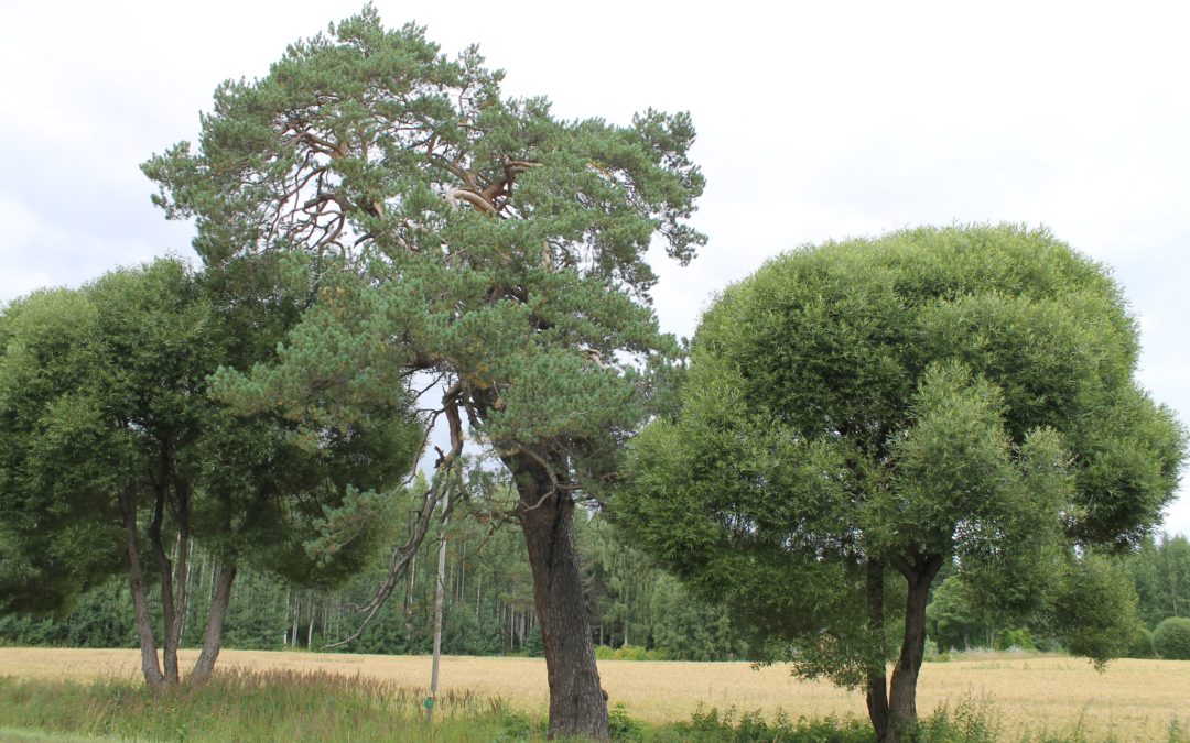Kesän 2017 kartoituksissa jälleen uutta tietoa pyhistä luonnonpaikoista