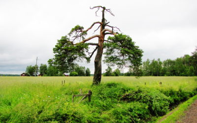 Hiisienpäivää vietetään tänä vuonna suuremmin kuin koskaan