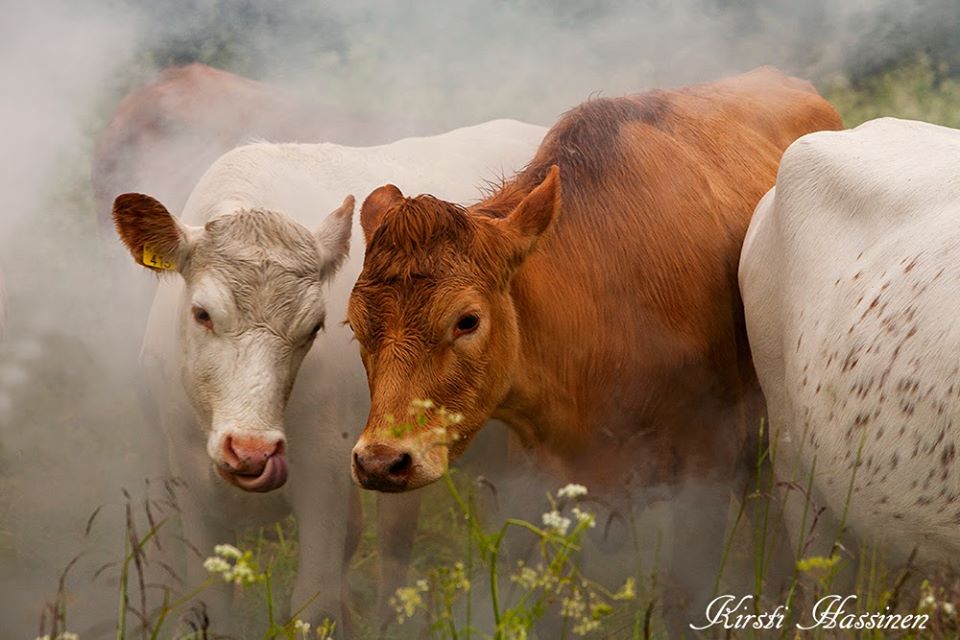 Maitotalous oli naisen kunnia-asia