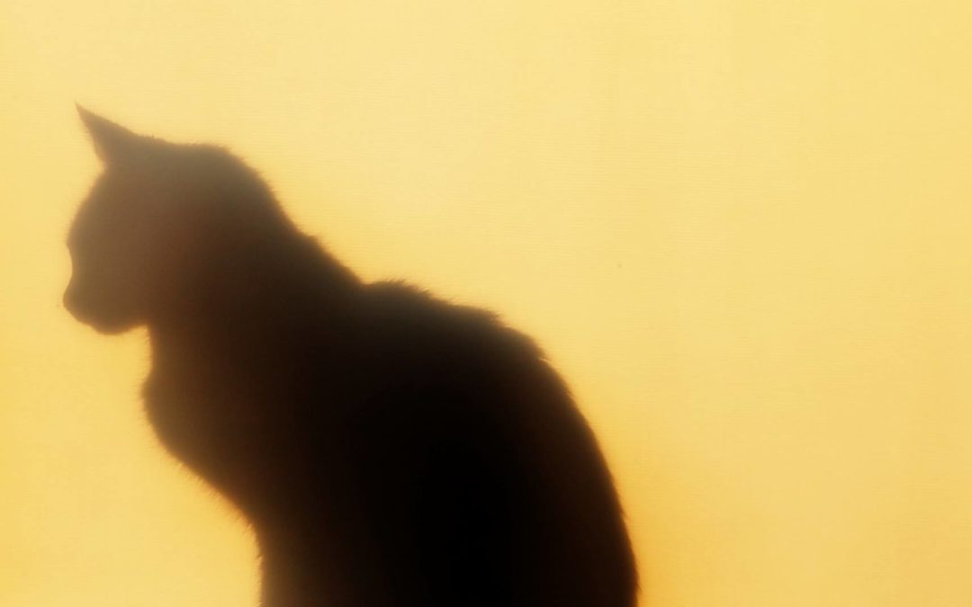 Karhu ja kissa – renkitarina