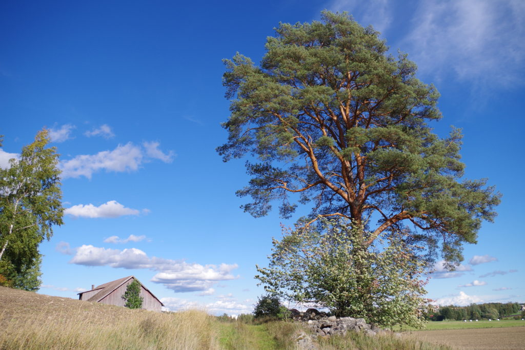 Sunnuntain retki suuntautui oletettuun Liedon pitäjänhiiteen.
