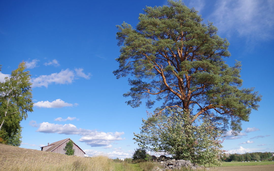 Seminaari kokosi pyhien paikkojen tutkijoita Turkuun
