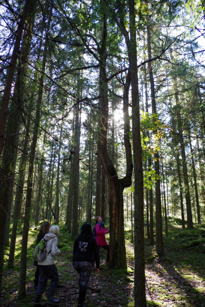 Metsää Liedon hiidessä.