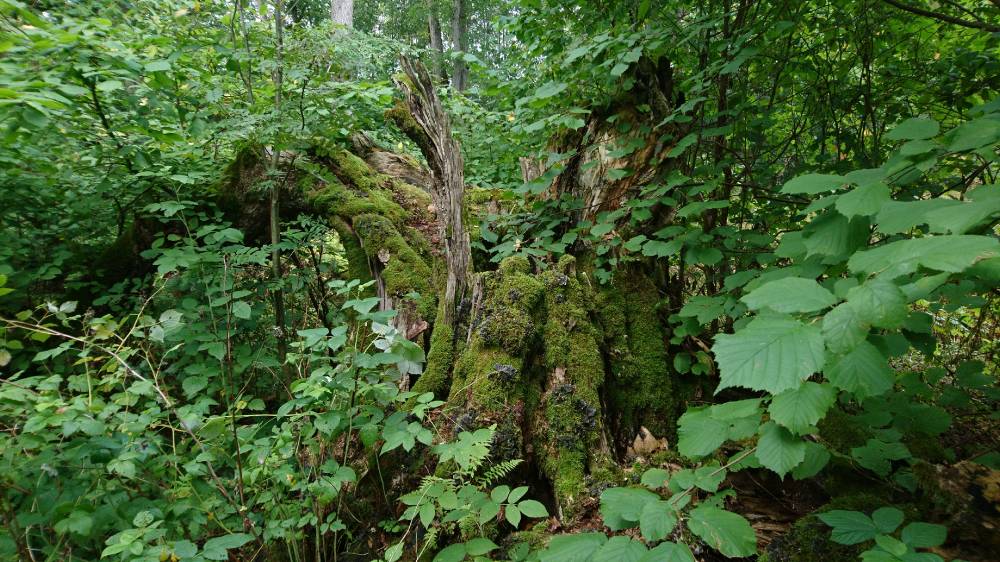 Kansainvälinen kuvakilpailu toi esiin Viron hiisimetsien suojelun