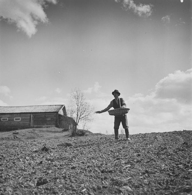 Kylviäiset ja toukojen juominen