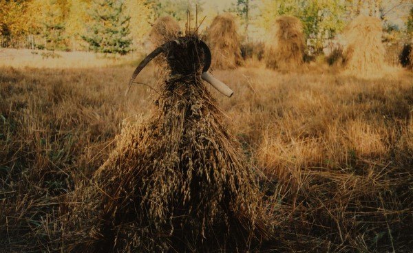 Wirankannos kauran kaitsi